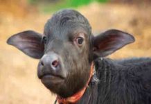 पंडितों की शरण में पूर्व CM Captain Amrinder Singh, दान किया ‘कट्टा’, देखें donated