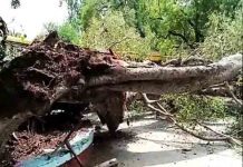 कॉन्वेंट स्कूल में बड़ा हादसा! लंच कर रहे छात्रों पर गिरा 250 साल पुराना पेड़, एक छात्र की मौत, कई घायल tree