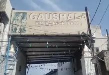 जालंधर में लंपी स्किन वॉयरस की दस्तक, इस गौशाला में 7 गायों की मौत