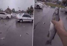 …इस देश में जब आसमान से बरसने लगी मछलियां, दंग रह गए लोग, देखें वीडियो viral