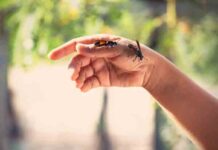 Hoshiarpur : मधुमक्खियों के काटने से 5 साल की बच्ची की दर्दनाक मौ=त 5