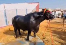 ओ तेरी…! 23 CR का भैंसा, डाइट और हेल्थ ऐसी कि सेलिब्रिटी तक शरमा जाएं anmol