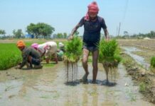 मान सरकार है किसानों के साथ: धान की एक-एक बोरी खरीदने का वादा, किसानों को मिल रही पूरी कीमत