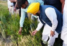 मान सरकार की ऐतिहासिक उपलब्धि; 11 लाख से अधिक किसानों को मिला एम.एस.पी. का लाभ
