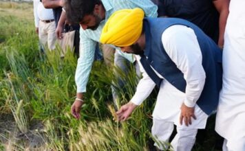 मान सरकार की ऐतिहासिक उपलब्धि; 11 लाख से अधिक किसानों को मिला एम.एस.पी. का लाभ