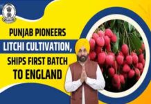 यूपी-उत्तराखंड को पछाड़कर पंजाब बना लीची हब : भगवंत मान सरकार ने खोला निर्यात का रास्ता, किसानों का मुनाफा 5 गुना बढ़ा bhagwant