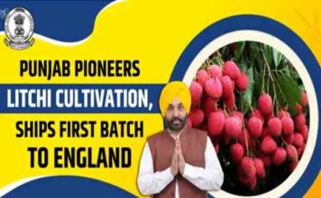 यूपी-उत्तराखंड को पछाड़कर पंजाब बना लीची हब : भगवंत मान सरकार ने खोला निर्यात का रास्ता, किसानों का मुनाफा 5 गुना बढ़ा bhagwant