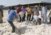 मान सरकार ने किसानों को दी बड़ी राहत! सक्रिय पहल से कपास के दाम ₹5,700 से सीधे ₹7,500+ तक पहुँचे punjab