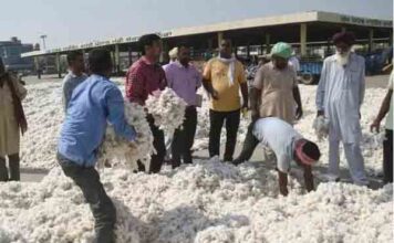 मान सरकार ने किसानों को दी बड़ी राहत! सक्रिय पहल से कपास के दाम ₹5,700 से सीधे ₹7,500+ तक पहुँचे punjab