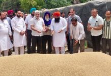 पंजाब की मंडियों में 28 लाख मीट्रिक टन गेहूं की आमद, 24 लाख मीट्रिक टन से अधिक की खरीद : लाल चंद कटारूचक्क
