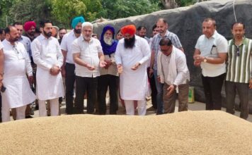 पंजाब की मंडियों में 28 लाख मीट्रिक टन गेहूं की आमद, 24 लाख मीट्रिक टन से अधिक की खरीद : लाल चंद कटारूचक्क