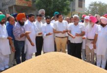 खाद्य एवं नागरिक आपूर्ति मंत्री लाल चंद कटारूचक्क ने भगतांवाला अनाज मंडी में चल रही गेहूं खरीद का लिया जायजा